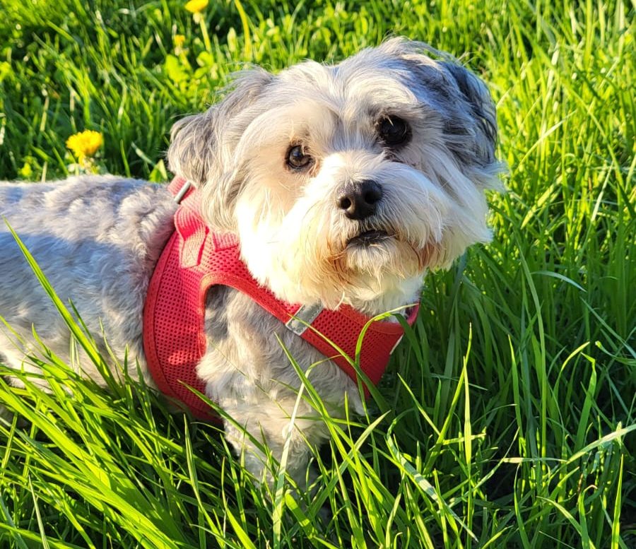 Lucky unser Hund